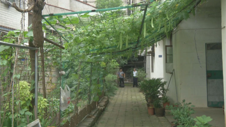 “千年”铁树开花啦！江夏人可见过？