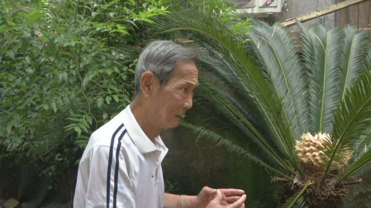 “千年”铁树开花啦！江夏人可见过？