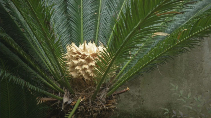 “千年”铁树开花啦！江夏人可见过？