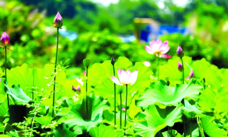 7月，一起去江夏法泗看荷花！