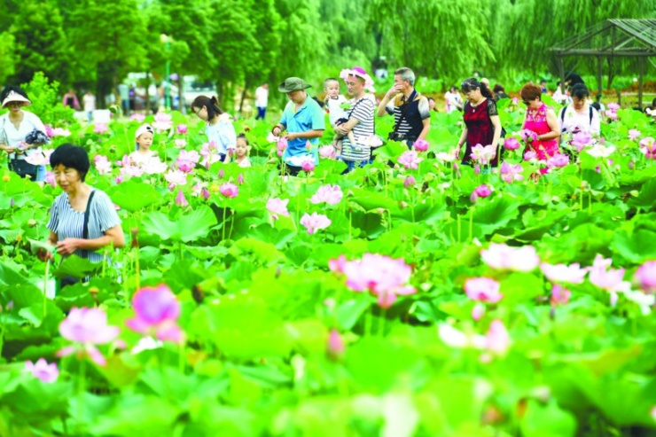 7月，一起去江夏法泗看荷花！