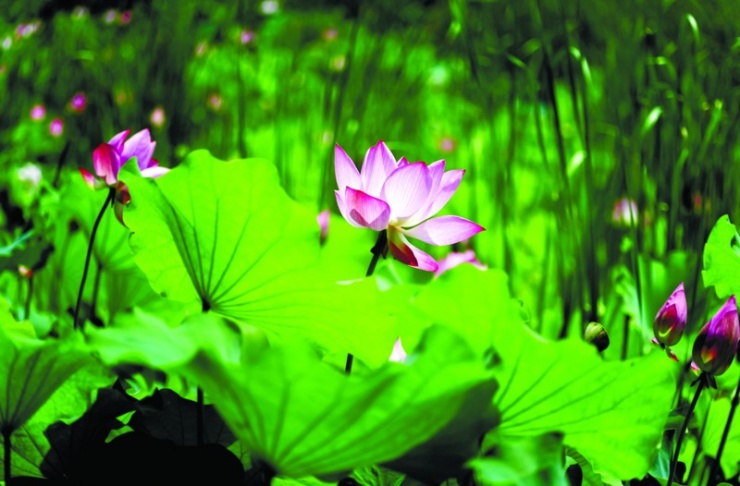 7月，一起去江夏法泗看荷花！