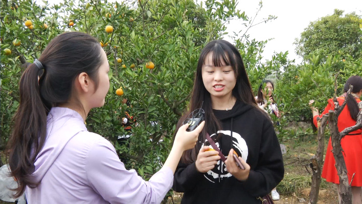 江夏金桔飘香 喜迎八方游客