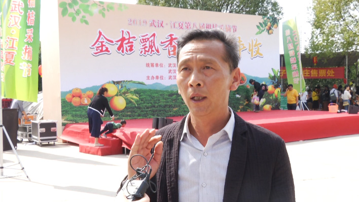 江夏金桔飘香 喜迎八方游客