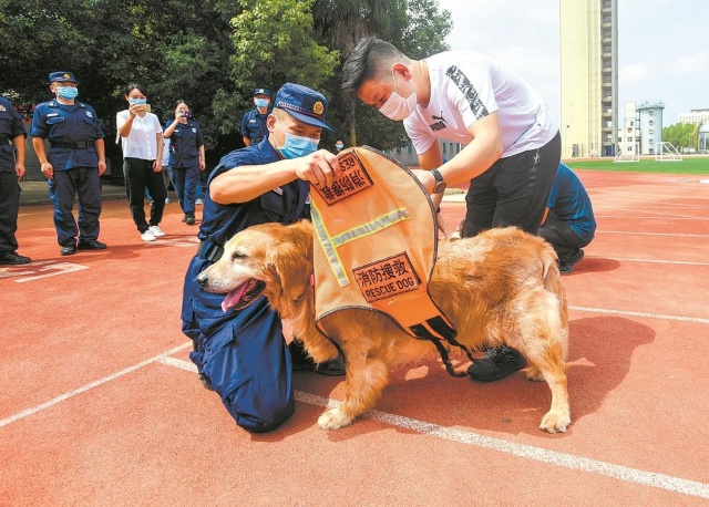 功勋“汪”退休愉快！藏龙岛这里的10只搜救犬集中退役！