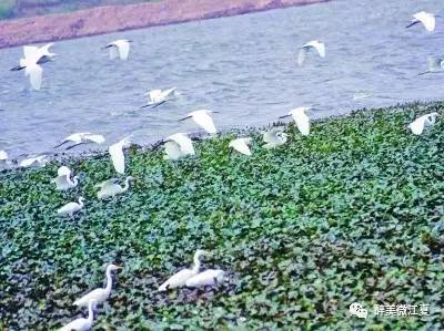 江夏南八乡，一个承载了太多记忆的地方！