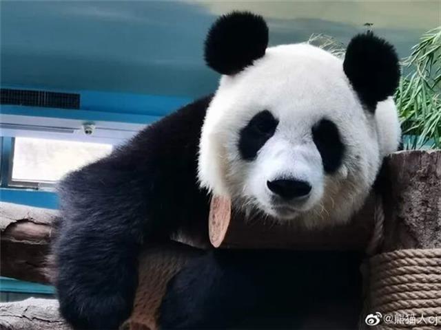 两年后的武汉动物园：动物假装在野外，游客环球看动物