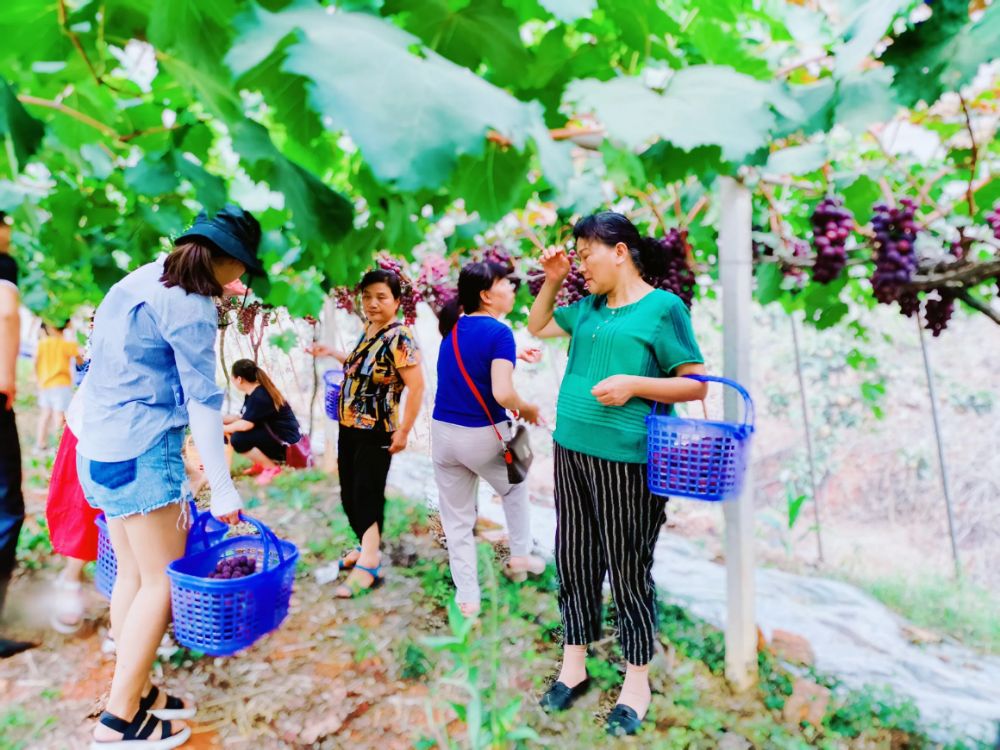 小伙伴们导航到“桔子红农庄”宁港柑橘总场去吃新鲜的现摘葡萄