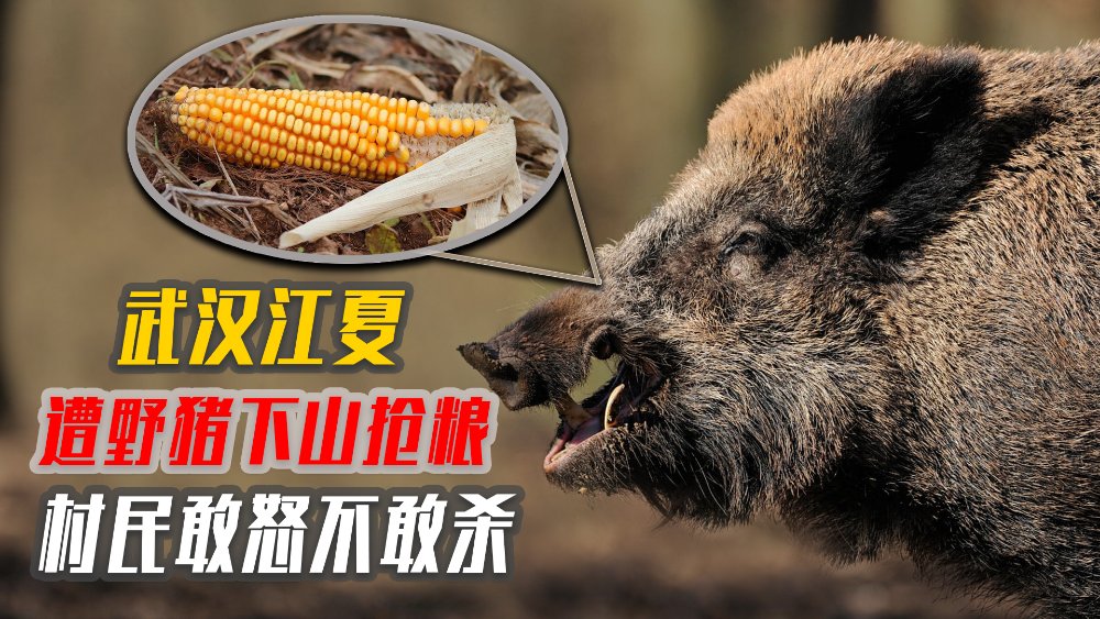 武汉江夏遭遇野猪入侵，数十头野猪下山抢粮食，村民敢怒不敢杀