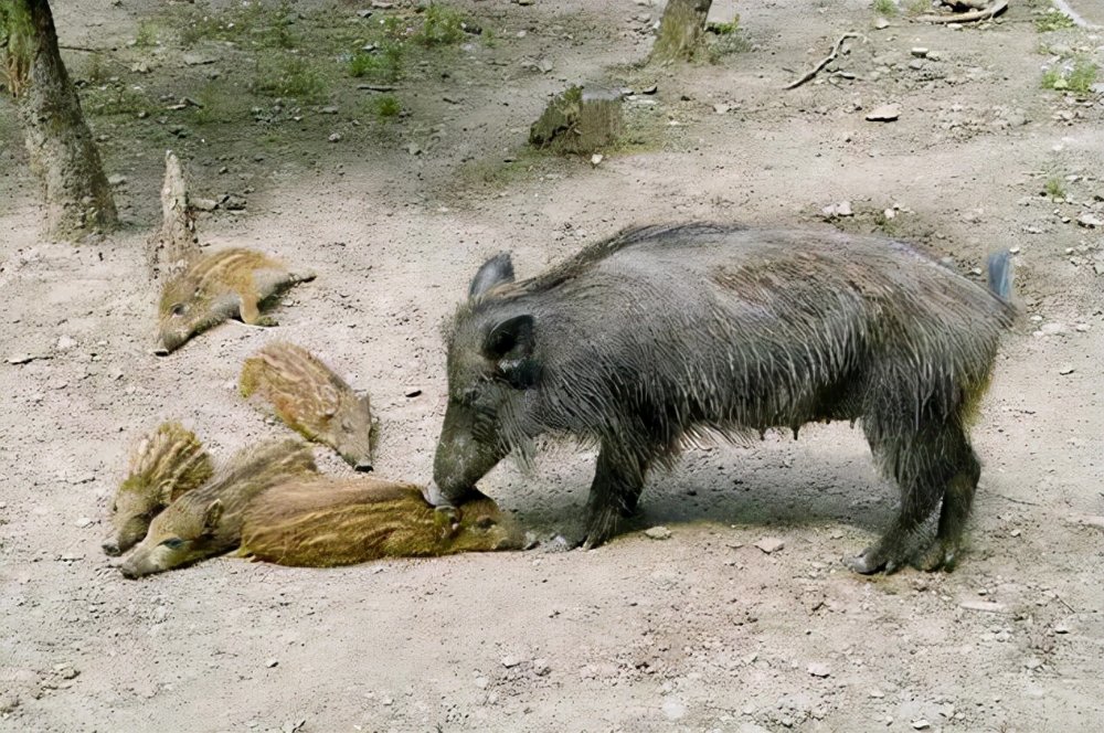 武汉江夏遭遇野猪入侵，数十头野猪下山抢粮食，村民敢怒不敢杀