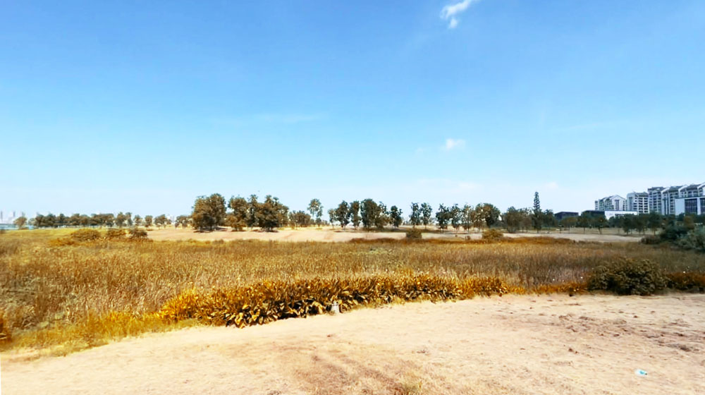 军运村边的僻静公园，建在武汉黄家湖畔，绵延树林浩瀚湖景美醉了