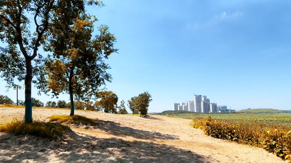 军运村边的僻静公园，建在武汉黄家湖畔，绵延树林浩瀚湖景美醉了