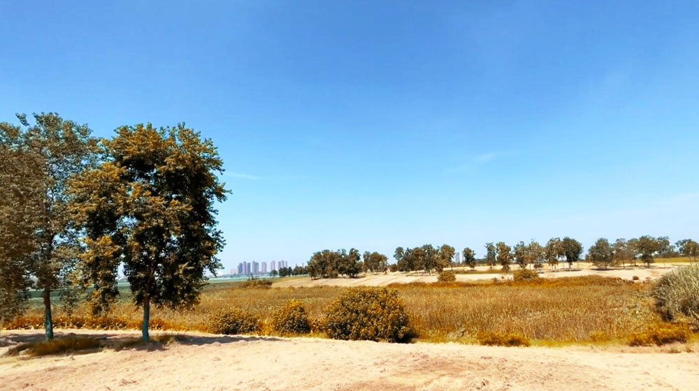 军运村边的僻静公园，建在武汉黄家湖畔，绵延树林浩瀚湖景美醉了