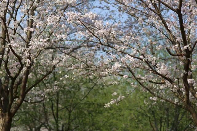 武汉那么大，江夏去赏花！