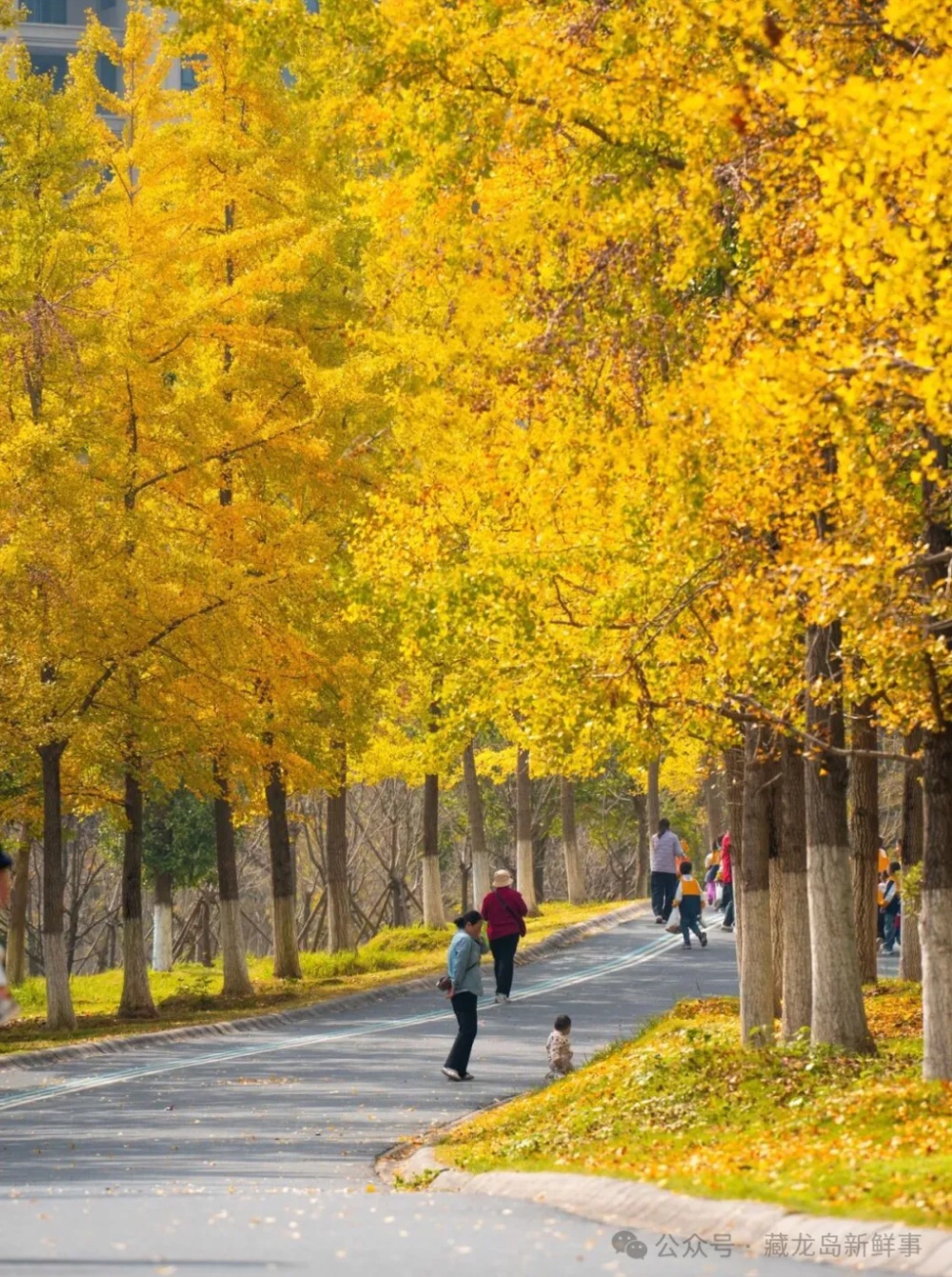 出片率100%!江夏这个公园美爆了! 出片率100%!江夏这个公园美爆了!