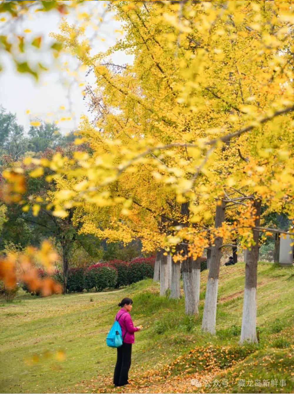 出片率100%!江夏这个公园美爆了! 出片率100%!江夏这个公园美爆了!