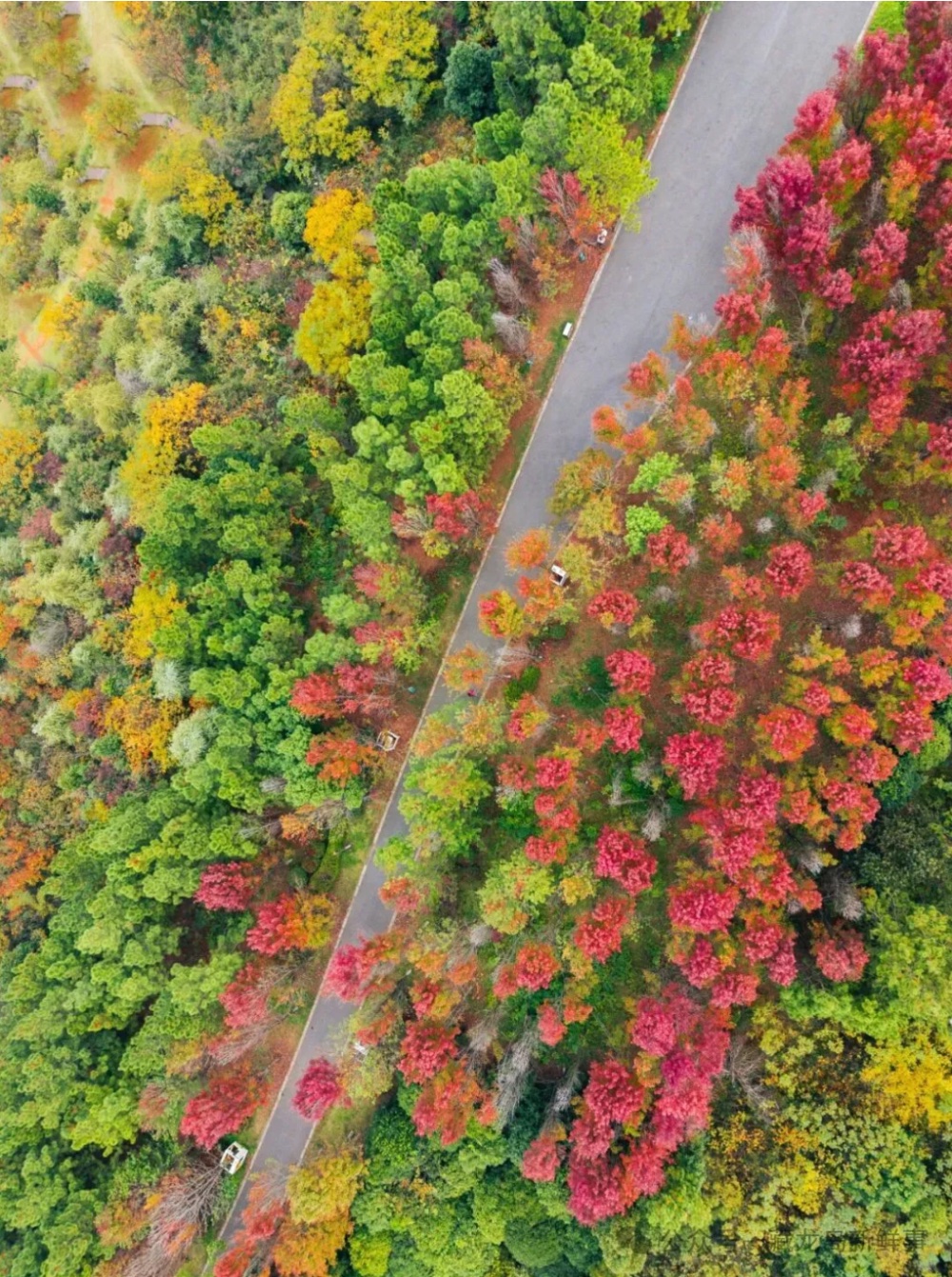 出片率100%!江夏这个公园美爆了! 出片率100%!江夏这个公园美爆了!