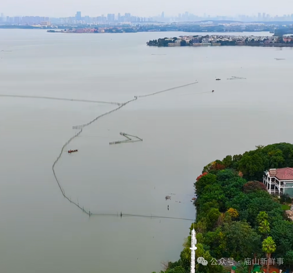 江夏汤逊湖进入“捕鱼季”？