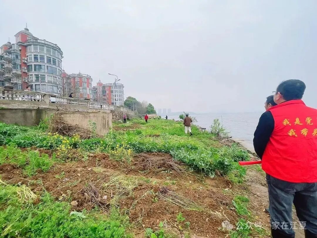 江夏城管进社区，湖边28处违规菜地全部清零
