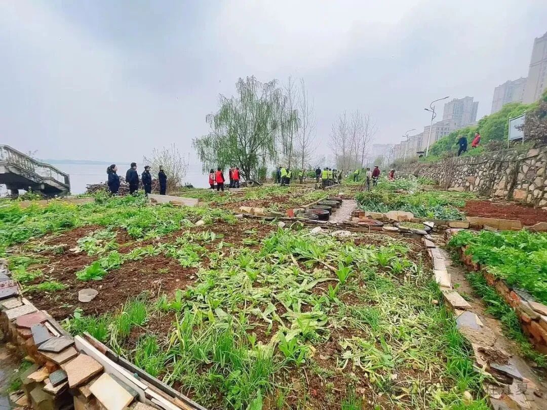 江夏城管进社区，湖边28处违规菜地全部清零