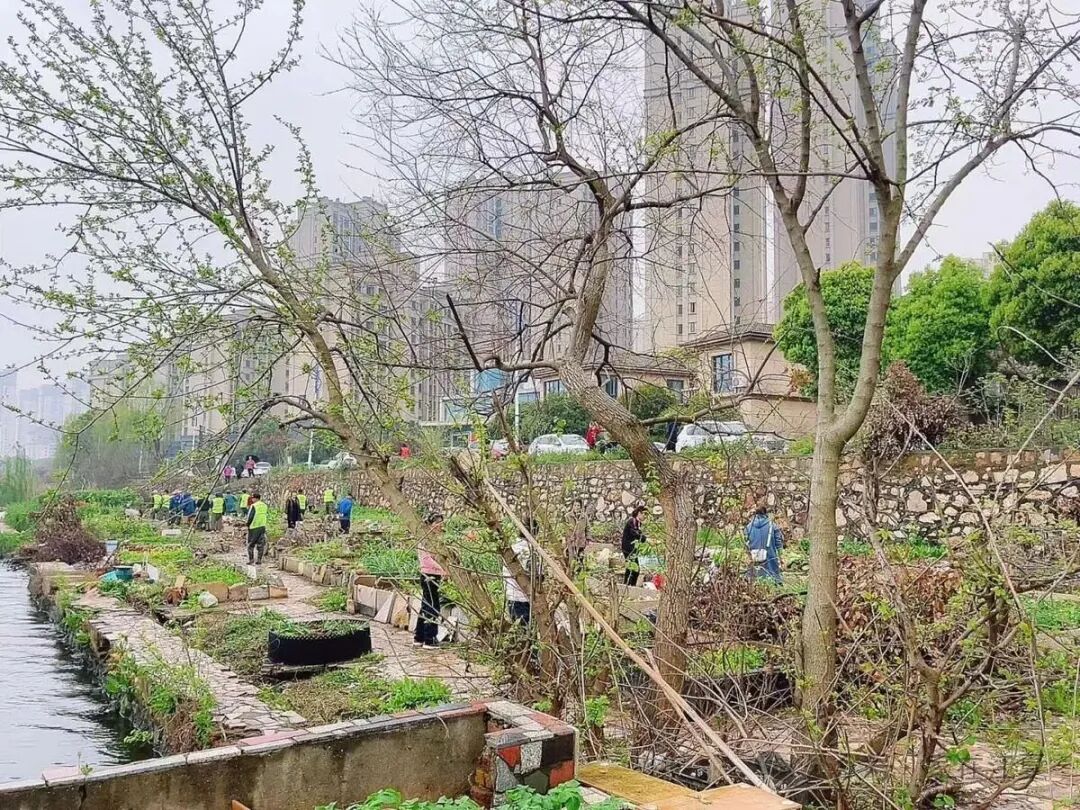 江夏城管进社区，湖边28处违规菜地全部清零