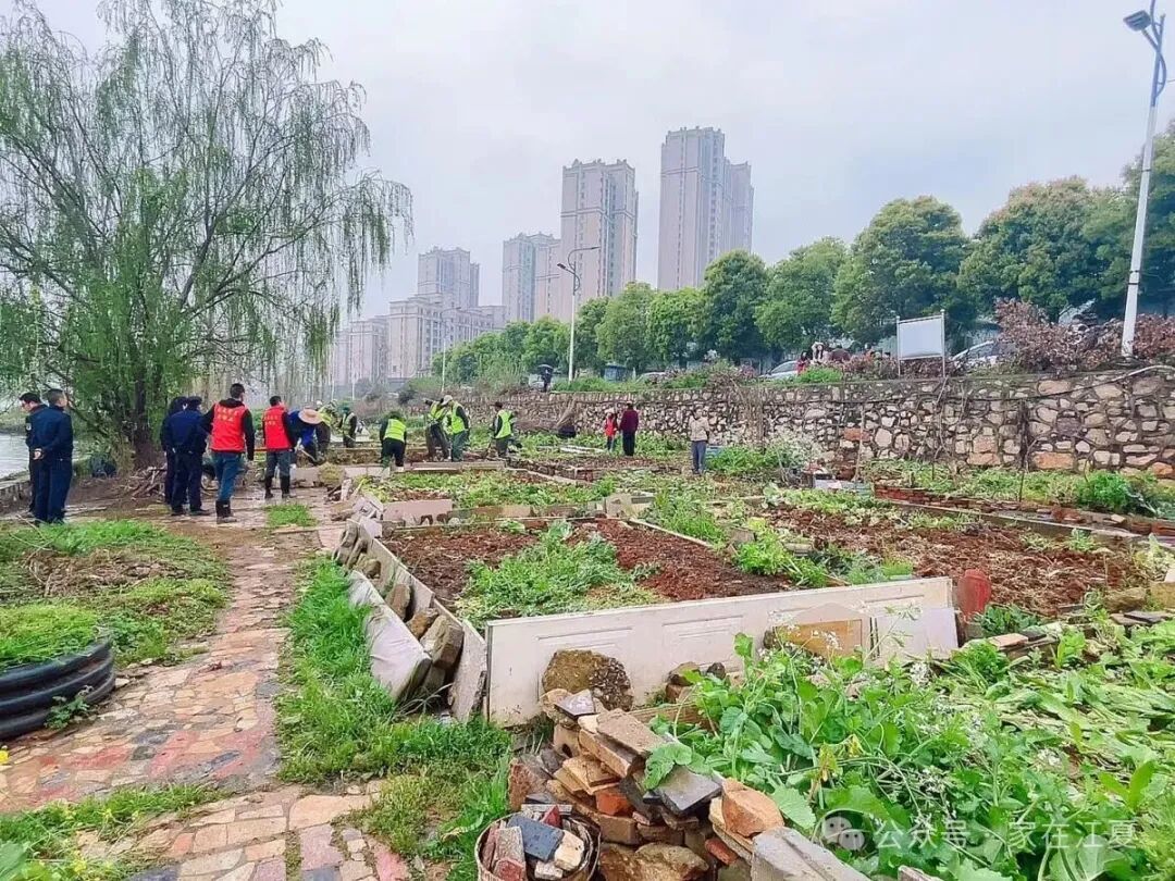 江夏城管进社区，湖边28处违规菜地全部清零